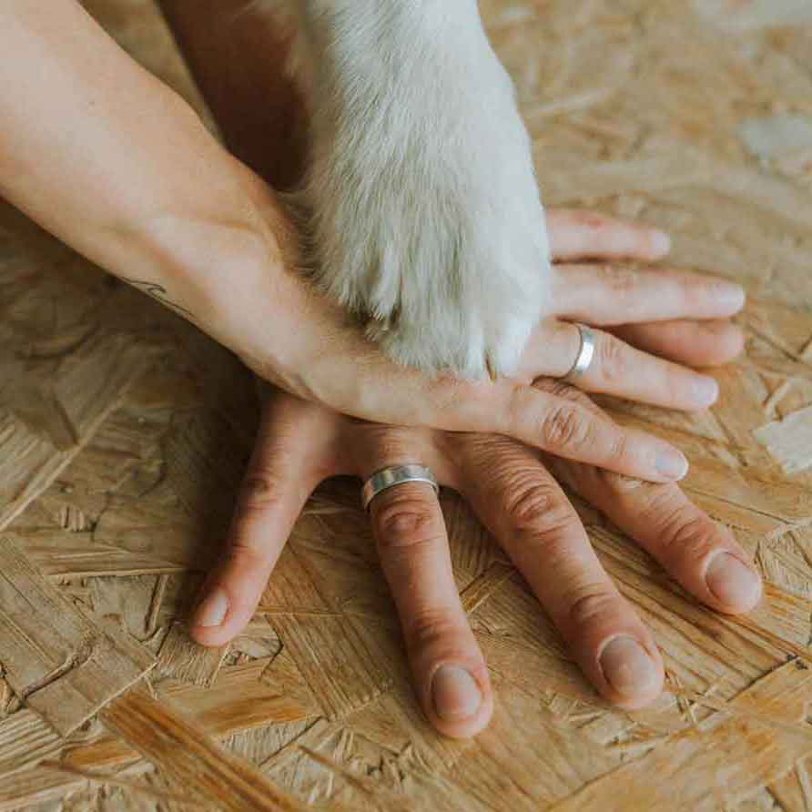 human hands with wedding rings and dog paw